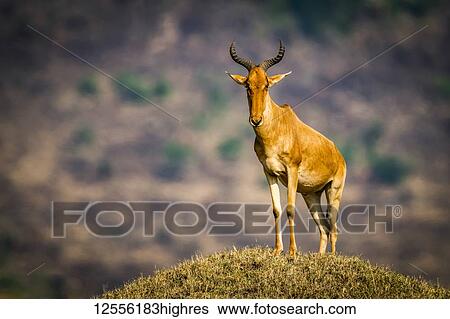Stock Photograph - Coke hartebeest (Alcelaphus buselaphus cokii) stands on mound eyeing camera, Serengeti; Tanzania. Fotosearch