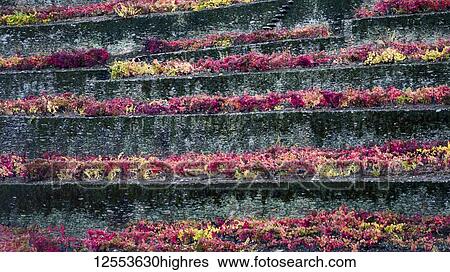 Colourful foliage in rows on a terrace in Douro Valley; Viseu District, Portugal View Large Photo Image Stock Photograph - Colourful foliage in rows on a terrace in Douro Valley; Viseu District, Portugal. Fotosearch
