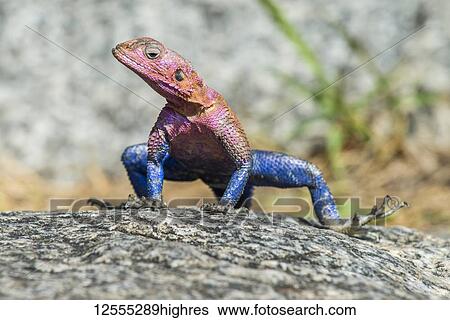 Stock Photograph - Colourful male Mwanza Flat-headed Rock Agama (Agama mwanzae) on a rock in Serengeti National Park; Tanzania. Fotosearch