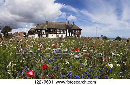 Stock Image - Colourful wildflowers in a field in front of a house; South Shields, Tyne and Wear, England. Fotosearch