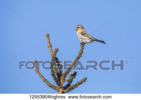 Stock Photograph - Common redpoll (Acanthis flammea) perched on a treetop against a blue sky; Alaska, United States of America. Fotosearch