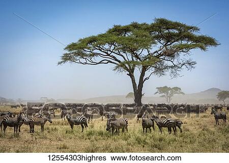 Confusion of Blue wildebeest (Connochaetes taurinus) standing under acacia with a herd of Plains zebra (Equus quagga) close by, Serengeti National Park; Tanzania View Large Photo Image Stock Photograph - Confusion of Blue wildebeest (Connochaetes taurinus) standing under acacia with a herd of Plains zebra (Equus quagga) close by, Serengeti National Park; Tanzania. Fotosearch
