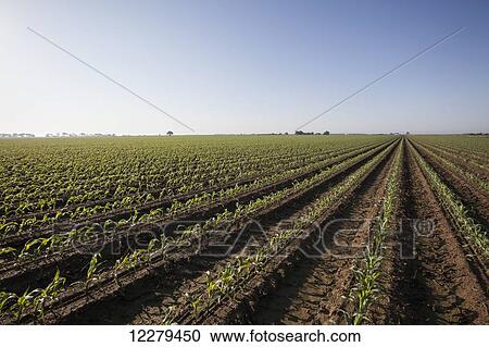 Corn at approximately 8-10 leaf stage, conventional till, bedded land for furrow irrigation at sunrise; England, Arkansas, United States of America View Large Photo Image Stock Image - Corn at approximately 8-10 leaf stage, conventional till, bedded land for furrow irrigation at sunrise; England, Arkansas, United States of America. Fotosearch