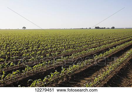 Corn at approximately 8-10 leaf stage, conventional till, bedded land for furrow irrigation at sunrise; England, Arkansas, United States of America View Large Photo Image Stock Image - Corn at approximately 8-10 leaf stage, conventional till, bedded land for furrow irrigation at sunrise; England, Arkansas, United States of America. Fotosearch