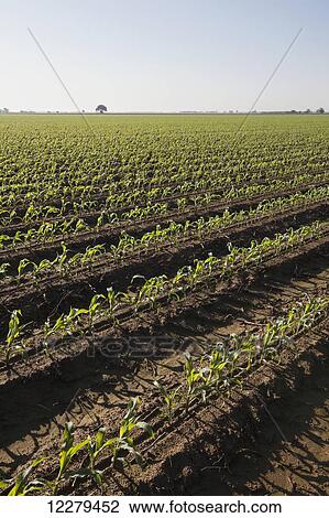 Stock Image - Corn at approximately 8-10 leaf stage, conventional till, bedded land for furrow irrigation at sunrise; England, Arkansas, United States of America. Fotosearch