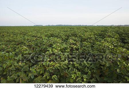 Stock Photo - Cotton in early September, as flowering reached the tops of plants, meaning that fruit-set period is about to end; England, Arkansas, United States of America. Fotosearch