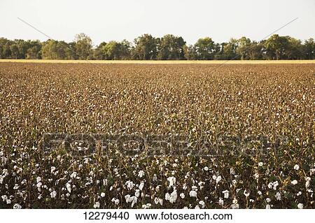 Stock Image - Cotton nearing harvest stage, harvest aid chemical applied to remove foliage; England, Arkansas, United States of America. Fotosearch