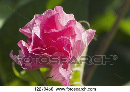 Cotton pink bloom; England, Arkansas, United States of America View Large Photo Image Stock Photo - Cotton pink bloom; England, Arkansas, United States of America. Fotosearch