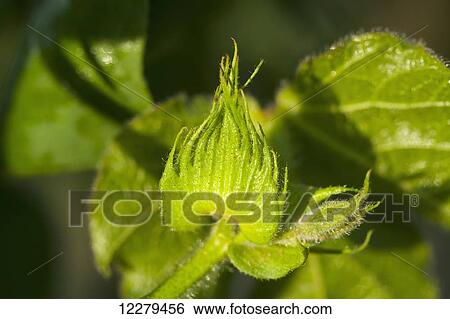 Stock Photograph - Cotton square; England, Arkansas, United States of America. Fotosearch