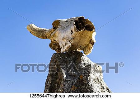 Stock Photograph - Cow skull atop a stela in the Gudit stela field; Axum, Tigray Region, Ethiopia. Fotosearch