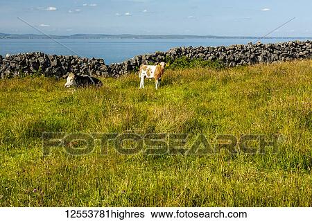 Stock Photograph - Cows graze in lush grass in a field along the coast of Ireland, Wild Atlantic Way; Inishmore Island, County Galway, Ireland. Fotosearch