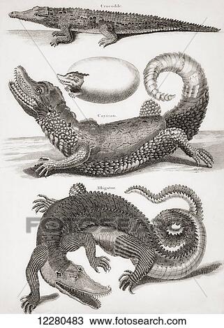 Stock Image - Crocodilia. Crocodile, Caiman and Alligator. From an 18th century print. Fotosearch