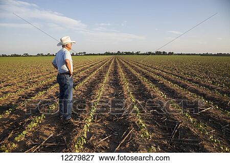 Crop consultant checking plants and conditions of farmland, no till cotton at the seedling stage where corn was previous crop; England, Arkansas, United States of America View Large Photo Image Stock Photo - Crop consultant checking plants and conditions of farmland, no till cotton at the seedling stage where corn was previous crop; England, Arkansas, United States of America. Fotosearch