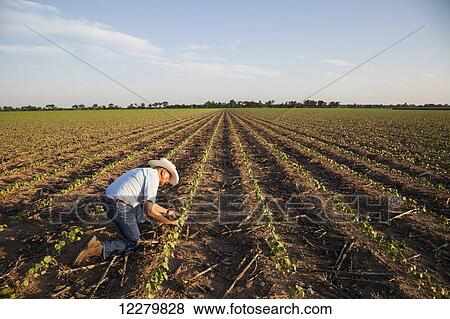 Crop consultant checking plants and conditions of farmland, no till cotton at the seedling stage where corn was previous crop; England, Arkansas, United States of America View Large Photo Image Stock Photo - Crop consultant checking plants and conditions of farmland, no till cotton at the seedling stage where corn was previous crop; England, Arkansas, United States of America. Fotosearch