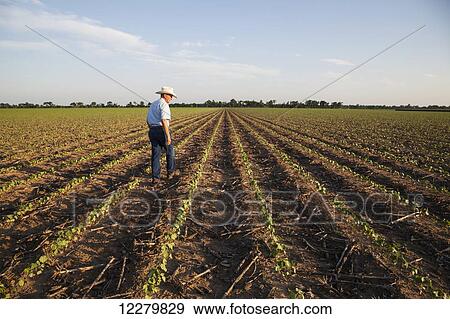 Crop consultant checking plants and conditions of farmland, no till cotton at the seedling stage where corn was previous crop; England, Arkansas, United States of America View Large Photo Image Stock Photo - Crop consultant checking plants and conditions of farmland, no till cotton at the seedling stage where corn was previous crop; England, Arkansas, United States of America. Fotosearch