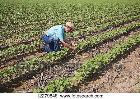 Crop consultant checking progress on no till cotton, approximately 10-12 leaf stage, following previous year's crop of corn; England, Arkansas, United States of America View Large Photo Image Stock Photo - Crop consultant checking progress on no till cotton, approximately 10-12 leaf stage, following previous year's crop of corn; England, Arkansas, United States of America. Fotosearch
