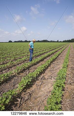 Crop consultant checking progress on no till cotton, approximately 10-12 leaf stage, following previous year's crop of corn; England, Arkansas, United States of America View Large Photo Image Stock Photograph - Crop consultant checking progress on no till cotton, approximately 10-12 leaf stage, following previous year's crop of corn; England, Arkansas, United States of America. Fotosearch