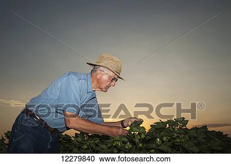 Stock Image - Crop consultant checks fruitation progress and insect situation in advanced mid season cotton at sunrise; England, Arkansas, United States of America. Fotosearch