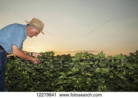 Crop consultant checks fruitation progress and insect situation in advanced mid season cotton at sunrise; England, Arkansas, United States of America View Large Photo Image Stock Image - Crop consultant checks fruitation progress and insect situation in advanced mid season cotton at sunrise; England, Arkansas, United States of America. Fotosearch