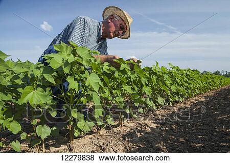 Crop consultant checks furrow irrigated cotton at mid square set stage; England, Arkansas, United States of America View Large Photo Image Stock Photo - Crop consultant checks furrow irrigated cotton at mid square set stage; England, Arkansas, United States of America. Fotosearch