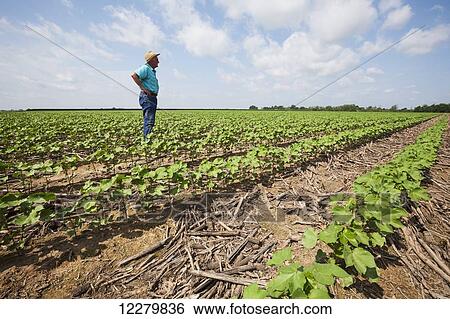 Crop consultant checks furrow irrigated cotton at mid square set stage; England, Arkansas, United States of America View Large Photo Image Stock Photograph - Crop consultant checks furrow irrigated cotton at mid square set stage; England, Arkansas, United States of America. Fotosearch