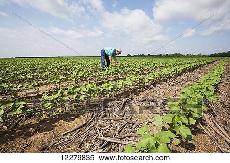 Crop consultant checks furrow irrigated cotton at mid square set stage; England, Arkansas, United States of America View Large Photo Image Stock Photography - Crop consultant checks furrow irrigated cotton at mid square set stage; England, Arkansas, United States of America. Fotosearch