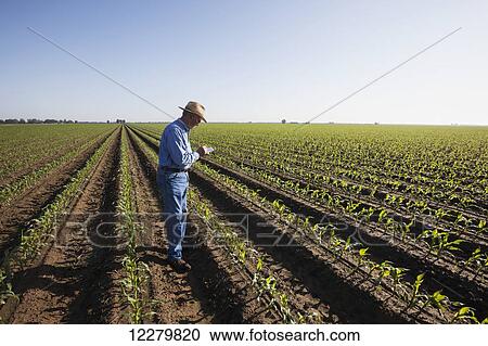 Stock Image - Crop consultant examines conventional till corn at approximately 8-10 leaf stage, growing on bedded land for furrow irrigation; England, Arkansas, United States of America. Fotosearch