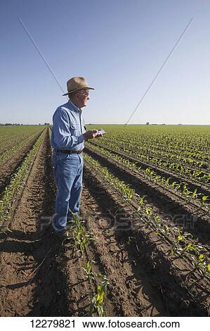 Crop consultant examines conventional till corn at approximately 8-10 leaf stage, growing on bedded land for furrow irrigation; England, Arkansas, United States of America View Large Photo Image Stock Image - Crop consultant examines conventional till corn at approximately 8-10 leaf stage, growing on bedded land for furrow irrigation; England, Arkansas, United States of America. Fotosearch