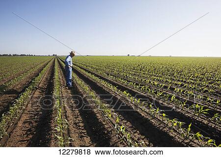 Stock Photo - Crop consultant examines conventional till corn at approximately 8-10 leaf stage, growing on bedded land for furrow irrigation; England, Arkansas, United States of America. Fotosearch