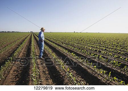 Crop consultant examines conventional till corn at approximately 8-10 leaf stage, growing on bedded land for furrow irrigation; England, Arkansas, United States of America View Large Photo Image Stock Photo - Crop consultant examines conventional till corn at approximately 8-10 leaf stage, growing on bedded land for furrow irrigation; England, Arkansas, United States of America. Fotosearch