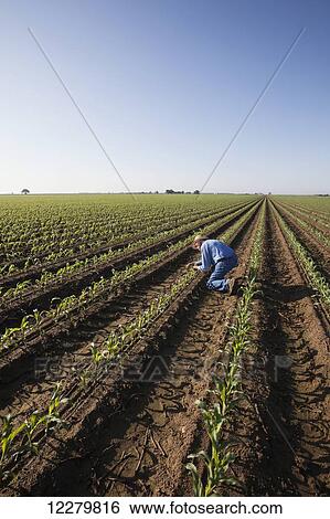 Crop consultant examines conventional till corn at approximately 8-10 leaf stage, growing on bedded land for furrow irrigation; England, Arkansas, United States of America View Large Photo Image Stock Photograph - Crop consultant examines conventional till corn at approximately 8-10 leaf stage, growing on bedded land for furrow irrigation; England, Arkansas, United States of America. Fotosearch