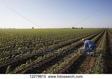 Crop consultant examines conventional till corn at approximately 8-10 leaf stage, growing on bedded land for furrow irrigation; England, Arkansas, United States of America View Large Photo Image Stock Photography - Crop consultant examines conventional till corn at approximately 8-10 leaf stage, growing on bedded land for furrow irrigation; England, Arkansas, United States of America. Fotosearch