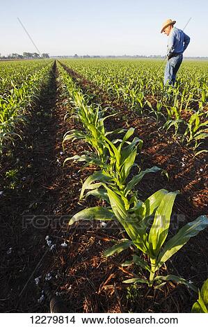 Crop consultant examines no till corn at approximately 8-10 leaf stage, growing on bedded land where previous crop of no till cotton was produced; England, Arkansas, United States of America View Large Photo Image Picture - Crop consultant examines no till corn at approximately 8-10 leaf stage, growing on bedded land where previous crop of no till cotton was produced; England, Arkansas, United States of America. Fotosearch
