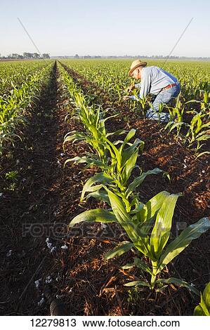 Crop consultant examines no till corn at approximately 8-10 leaf stage, growing on bedded land where previous crop of no till cotton was produced; England, Arkansas, United States of America View Large Photo Image Stock Image - Crop consultant examines no till corn at approximately 8-10 leaf stage, growing on bedded land where previous crop of no till cotton was produced; England, Arkansas, United States of America. Fotosearch
