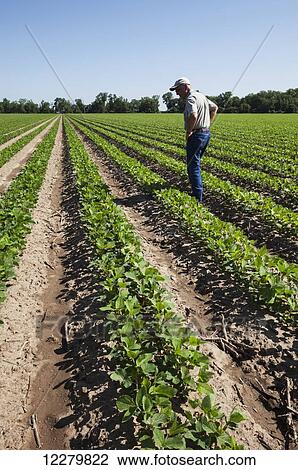 Crop consultant examines soybeans at second and third trifoliate stage; England, Arkansas, United States of America View Large Photo Image Stock Image - Crop consultant examines soybeans at second and third trifoliate stage; England, Arkansas, United States of America. Fotosearch