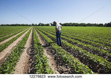 Crop consultant examines soybeans at second and third trifoliate stage; England, Arkansas, United States of America View Large Photo Image Stock Image - Crop consultant examines soybeans at second and third trifoliate stage; England, Arkansas, United States of America. Fotosearch