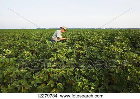 Crop consultant inspects cotton in early September, as flowering reached the tops of plants; England, Arkansas, United States of America View Large Photo Image Picture - Crop consultant inspects cotton in early September, as flowering reached the tops of plants; England, Arkansas, United States of America. Fotosearch