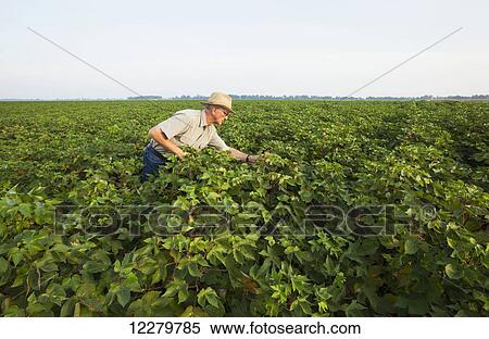Stock Photography - Crop consultant inspects cotton in early September, as flowering reached the tops of plants; England, Arkansas, United States of America. Fotosearch