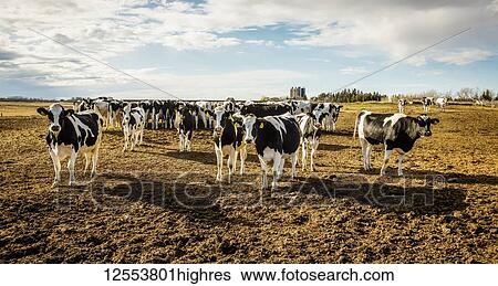 Stock Photograph - Curious Holstein cows looking at the camera while standing in a fenced area with identification tags in their ears on a robotic dairy farm, North of Edmonton; Alberta, Canada. Fotosearch