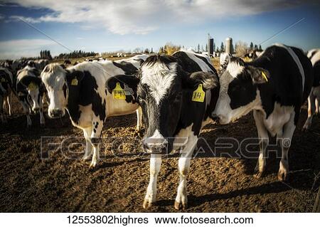 Curious Holstein cows looking at the camera while standing in a fenced area with identification tags in their ears on a robotic dairy farm, North of Edmonton; Alberta, Canada View Large Photo Image Stock Photograph - Curious Holstein cows looking at the camera while standing in a fenced area with identification tags in their ears on a robotic dairy farm, North of Edmonton; Alberta, Canada. Fotosearch