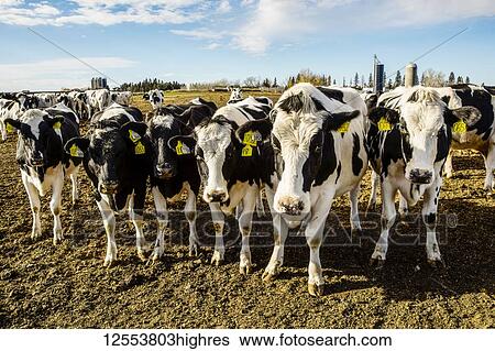 Stock Photograph - Curious Holstein cows looking at the camera while standing in a fenced area with identification tags in their ears on a robotic dairy farm, North of Edmonton; Alberta, Canada. Fotosearch