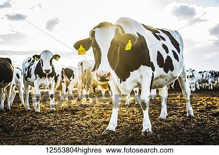 Curious Holstein cows looking at the camera while standing in a fenced area with identification tags in their ears on a robotic dairy farm, North of Edmonton; Alberta, Canada View Large Photo Image Stock Photograph - Curious Holstein cows looking at the camera while standing in a fenced area with identification tags in their ears on a robotic dairy farm, North of Edmonton; Alberta, Canada. Fotosearch