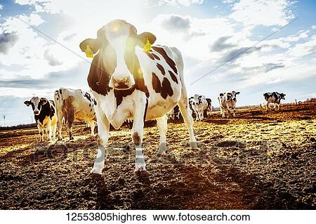 Curious Holstein cows looking at the camera while standing in a fenced area with identification tags in their ears on a robotic dairy farm, North of Edmonton; Alberta, Canada View Large Photo Image Stock Photograph - Curious Holstein cows looking at the camera while standing in a fenced area with identification tags in their ears on a robotic dairy farm, North of Edmonton; Alberta, Canada. Fotosearch