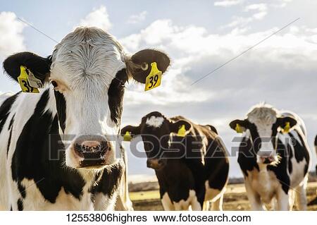 Stock Photograph - Curious Holstein cows looking at the camera while standing in a fenced area with identification tags in their ears on a robotic dairy farm, North of Edmonton; Alberta, Canada. Fotosearch