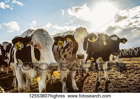 Stock Photograph - Curious Holstein cows looking at the camera while standing in a fenced area with identification tags in their ears on a robotic dairy farm, North of Edmonton; Alberta, Canada. Fotosearch
