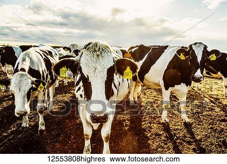 Stock Photograph - Curious Holstein cows looking at the camera while standing in a fenced area with identification tags in their ears on a robotic dairy farm, North of Edmonton; Alberta, Canada. Fotosearch