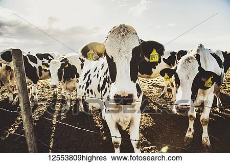 Curious Holstein cows looking at the camera while standing in a fenced area with identification tags in their ears on a robotic dairy farm, North of Edmonton; Alberta, Canada View Large Photo Image Stock Photograph - Curious Holstein cows looking at the camera while standing in a fenced area with identification tags in their ears on a robotic dairy farm, North of Edmonton; Alberta, Canada. Fotosearch