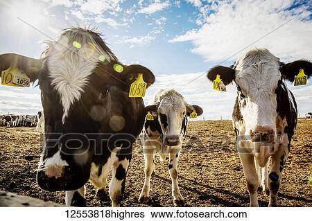 Curious Holstein cows looking at the camera while standing in a fenced area with identification tags in their ears on a robotic dairy farm, North of Edmonton; Alberta, Canada View Large Photo Image Stock Photograph - Curious Holstein cows looking at the camera while standing in a fenced area with identification tags in their ears on a robotic dairy farm, North of Edmonton; Alberta, Canada. Fotosearch