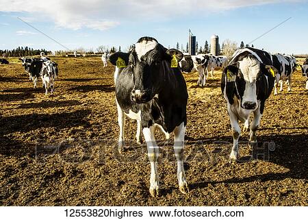 Curious Holstein cows looking at the camera while standing in a fenced area with identification tags in their ears on a robotic dairy farm, North of Edmonton; Alberta, Canada View Large Photo Image Stock Photograph - Curious Holstein cows looking at the camera while standing in a fenced area with identification tags in their ears on a robotic dairy farm, North of Edmonton; Alberta, Canada. Fotosearch