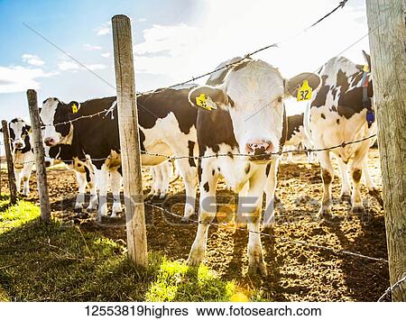Curious Holstein cows standing at a barb wire fence with identification tags in their ears on a robotic dairy farm, North of Edmonton; Alberta, Canada View Large Photo Image Stock Photograph - Curious Holstein cows standing at a barb wire fence with identification tags in their ears on a robotic dairy farm, North of Edmonton; Alberta, Canada. Fotosearch